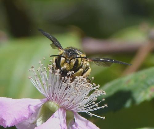 Anthidium florentinum